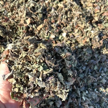 【精品广藿香】广东湛江基地直供质量保证规格齐全全国发货