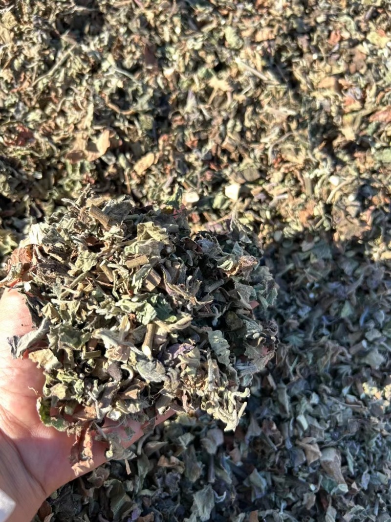 【精品广藿香】广东湛江基地直供质量保证规格齐全全国发货
