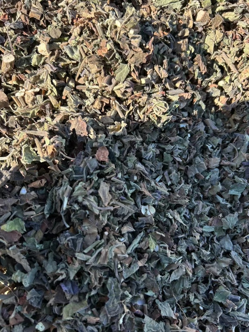 【精品广藿香】广东湛江基地直供质量保证规格齐全全国发货