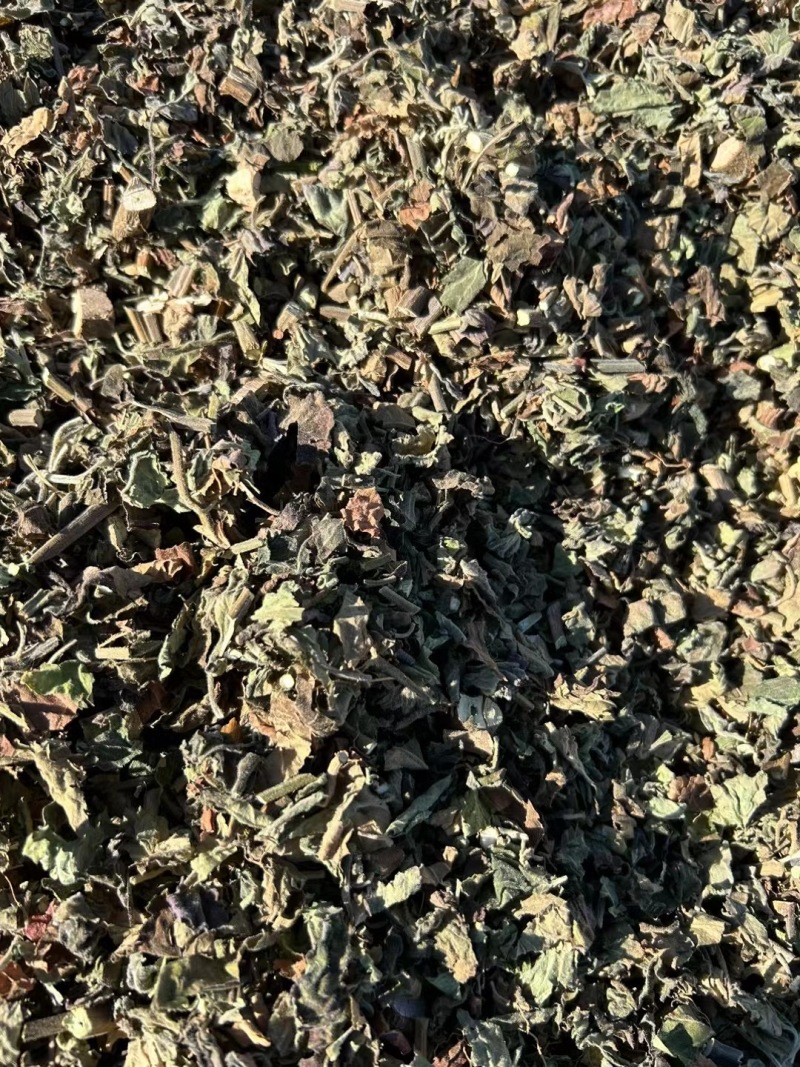【精品广藿香】广东湛江基地直供质量保证规格齐全全国发货