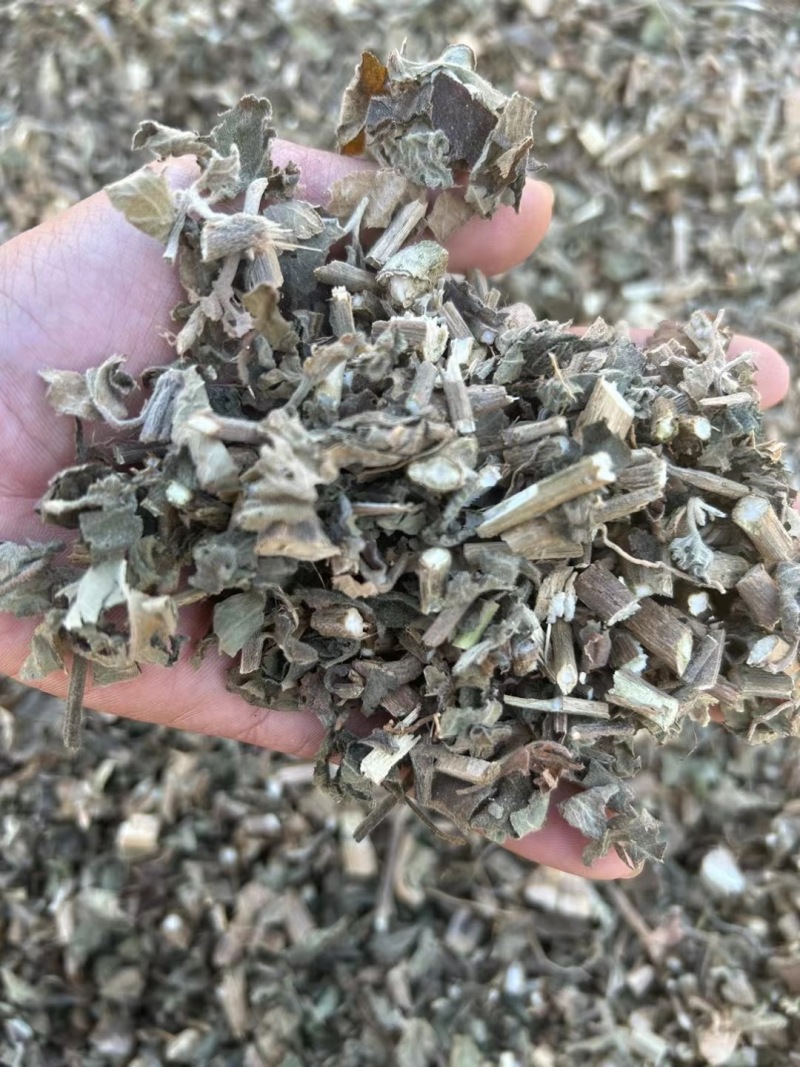 【精品广藿香】广东湛江基地直供质量保证规格齐全全国发货