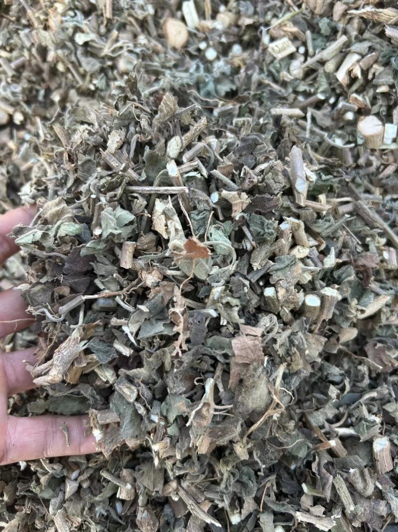 【精品广藿香】广东湛江基地直供质量保证规格齐全全国发货