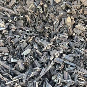 【香排草】广东湛江雷州基地直发质量保证一手货源欢迎订购