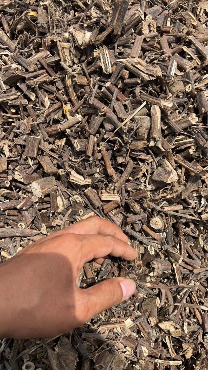 【香排草】广东湛江雷州基地直发质量保证一手货源欢迎订购