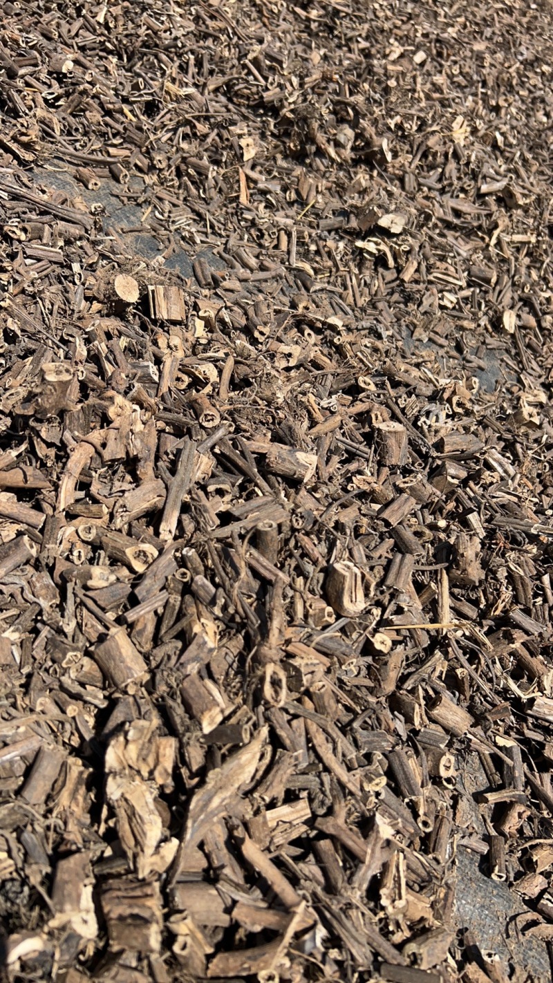 【香排草】广东湛江雷州基地直发质量保证一手货源欢迎订购
