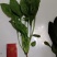 北京菠菜精品大棚菠菜一手货源一条龙服务欢迎采购量大从优