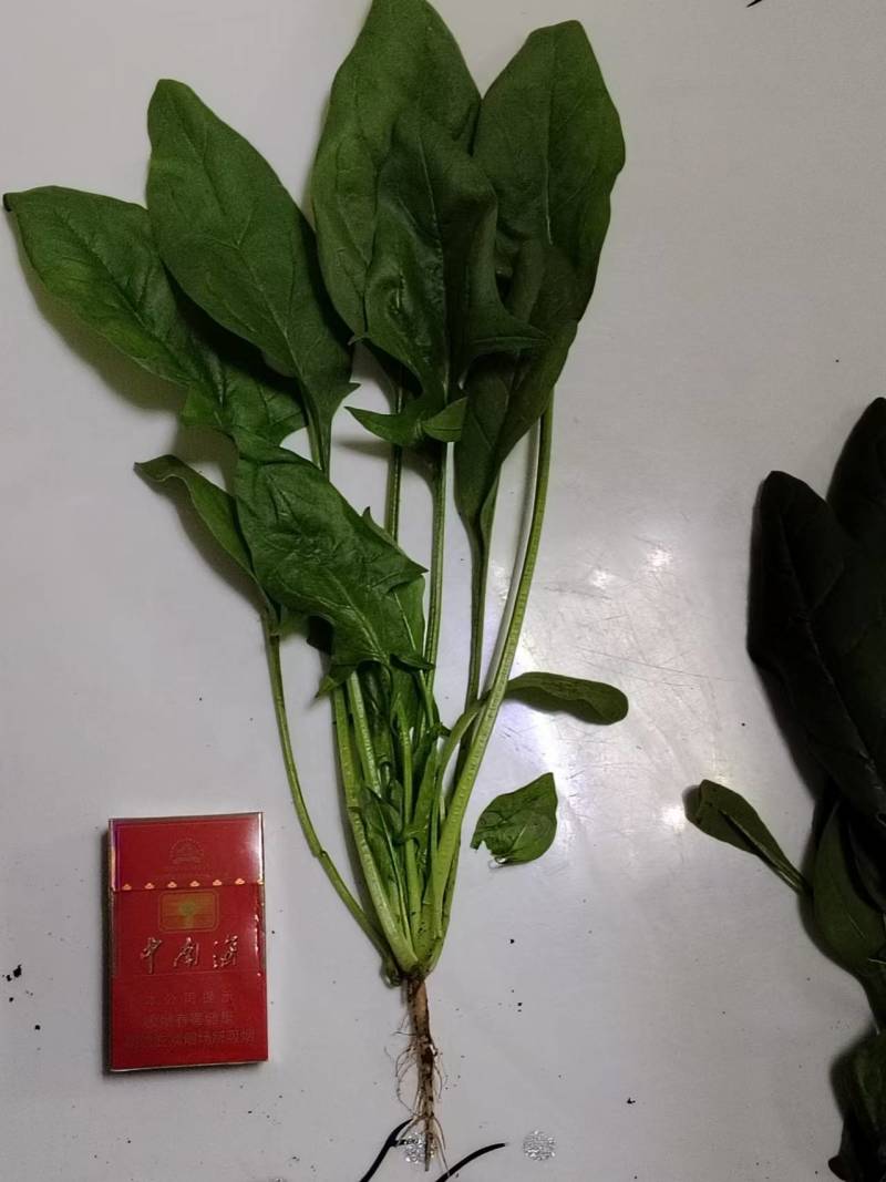 北京菠菜精品大棚菠菜一手货源一条龙服务欢迎采购量大从优