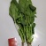 北京菠菜精品大棚菠菜一手货源一条龙服务欢迎采购量大从优
