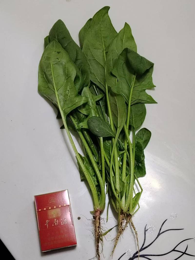 北京菠菜精品大棚菠菜一手货源一条龙服务欢迎采购量大从优