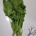 北京菠菜精品大棚菠菜一手货源一条龙服务欢迎采购量大从优
