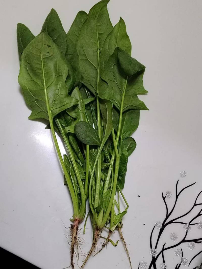 北京菠菜精品大棚菠菜一手货源一条龙服务欢迎采购量大从优
