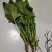 北京菠菜精品大棚菠菜一手货源一条龙服务欢迎采购量大从优