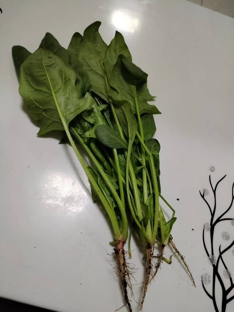 北京菠菜精品大棚菠菜一手货源一条龙服务欢迎采购量大从优