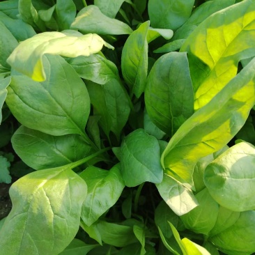 北京菠菜精品大棚菠菜一手货源一条龙服务欢迎采购量大从优