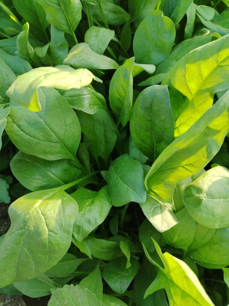 北京菠菜精品大棚菠菜一手货源一条龙服务欢迎采购量大从优