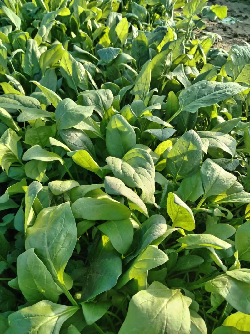 北京菠菜精品大棚菠菜一手货源一条龙服务欢迎采购量大从优