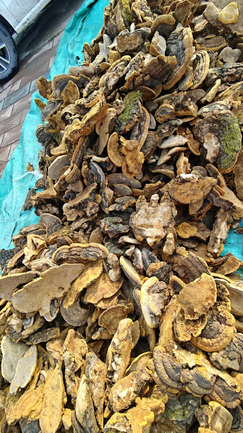 野生杨树桑黄产地直发品质保障对接全国量大优惠