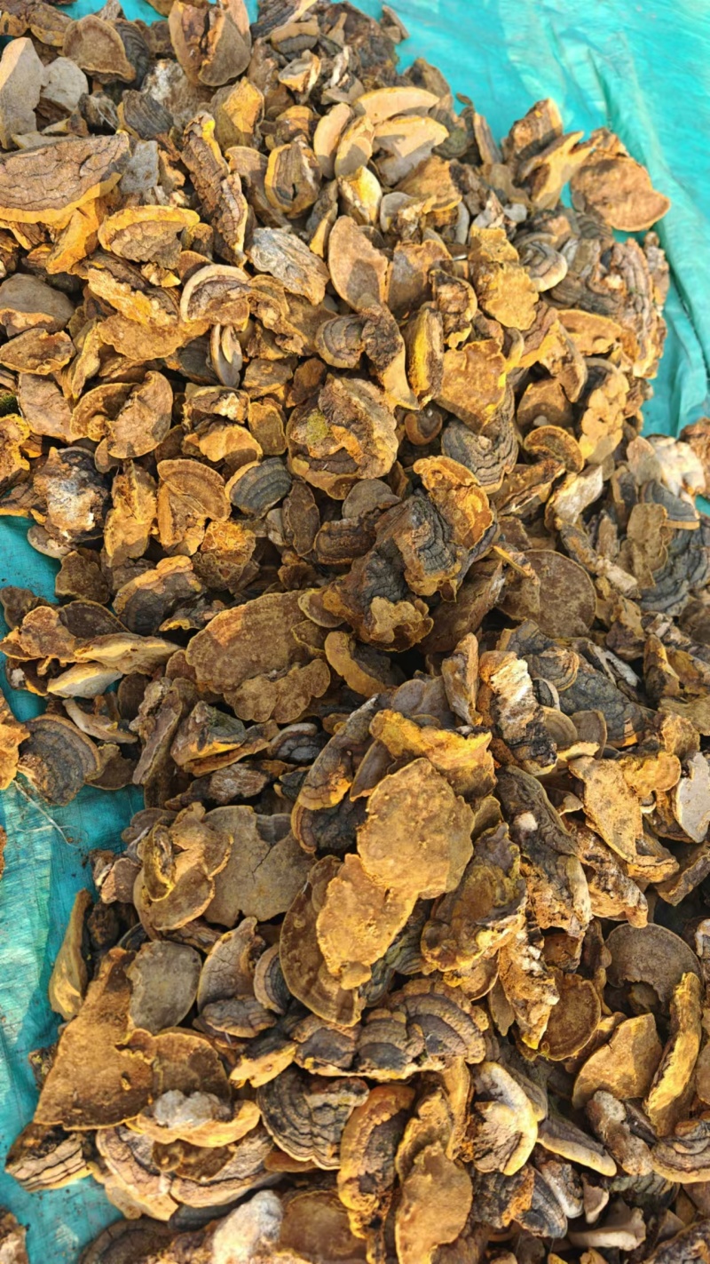 野生杨树桑黄产地直发品质保障对接全国量大优惠