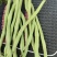 山东优质龙豆角无丝豆品质保证量大从优全国发货欢迎来电