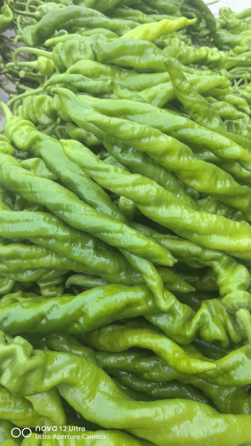 黄皮尖椒，产地一手货源，品质保证，量大从优，诚信经营