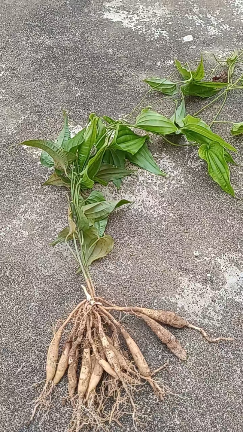 百部种苗，新苗出售，大量出货，种植基地，欢迎来电咨询