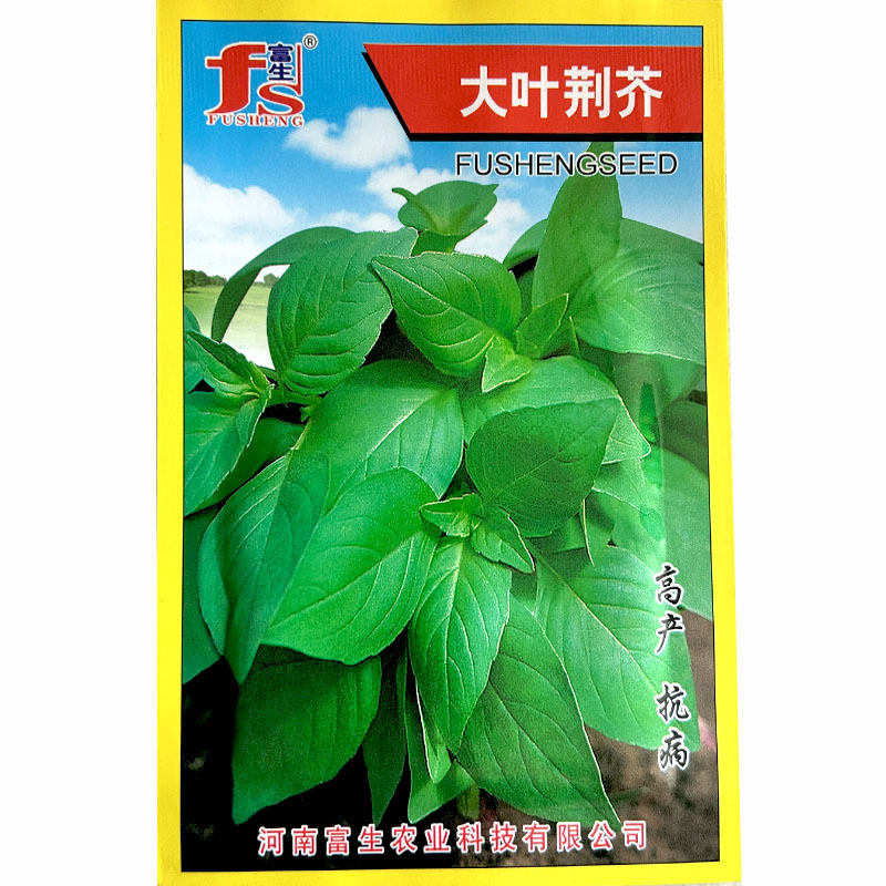 大叶荆芥种子早熟生长快香味浓高产芽率高基地品种