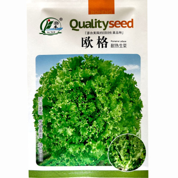 耐热散叶生菜种子叶深绿色耐抽苔基地大田**