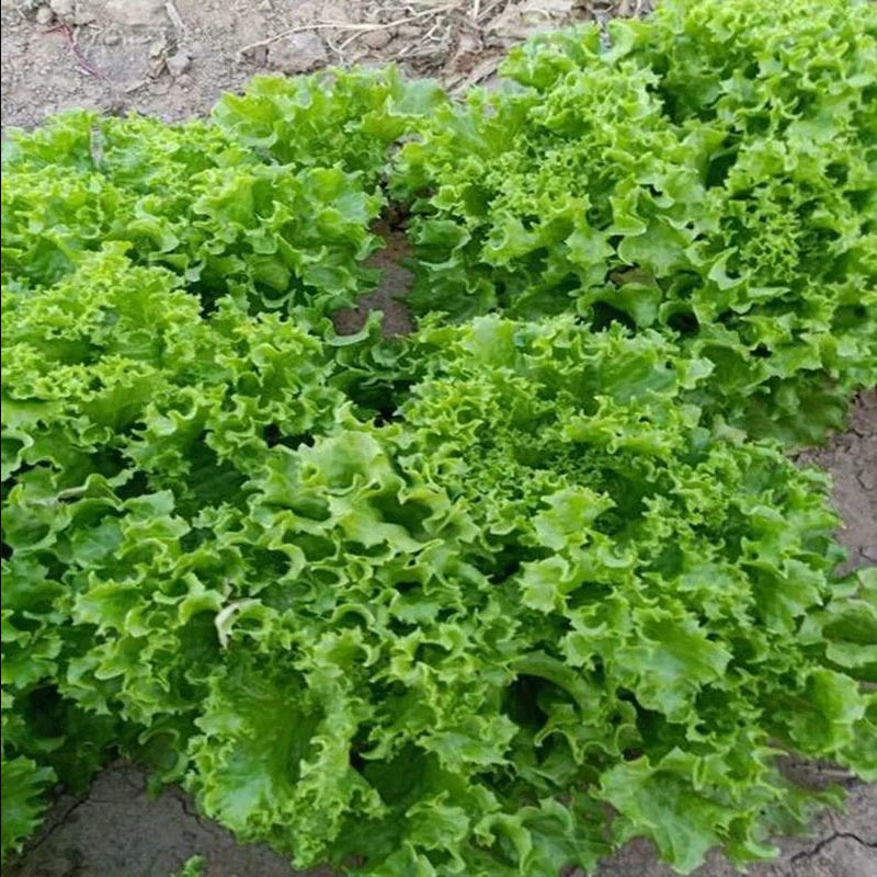 耐热散叶生菜种子叶深绿色耐抽苔基地大田**