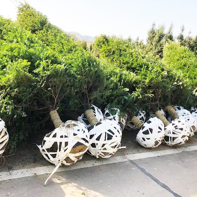 红豆杉树苗大树正宗南方曼地亚精品名贵树公母带果盆栽庭院耐