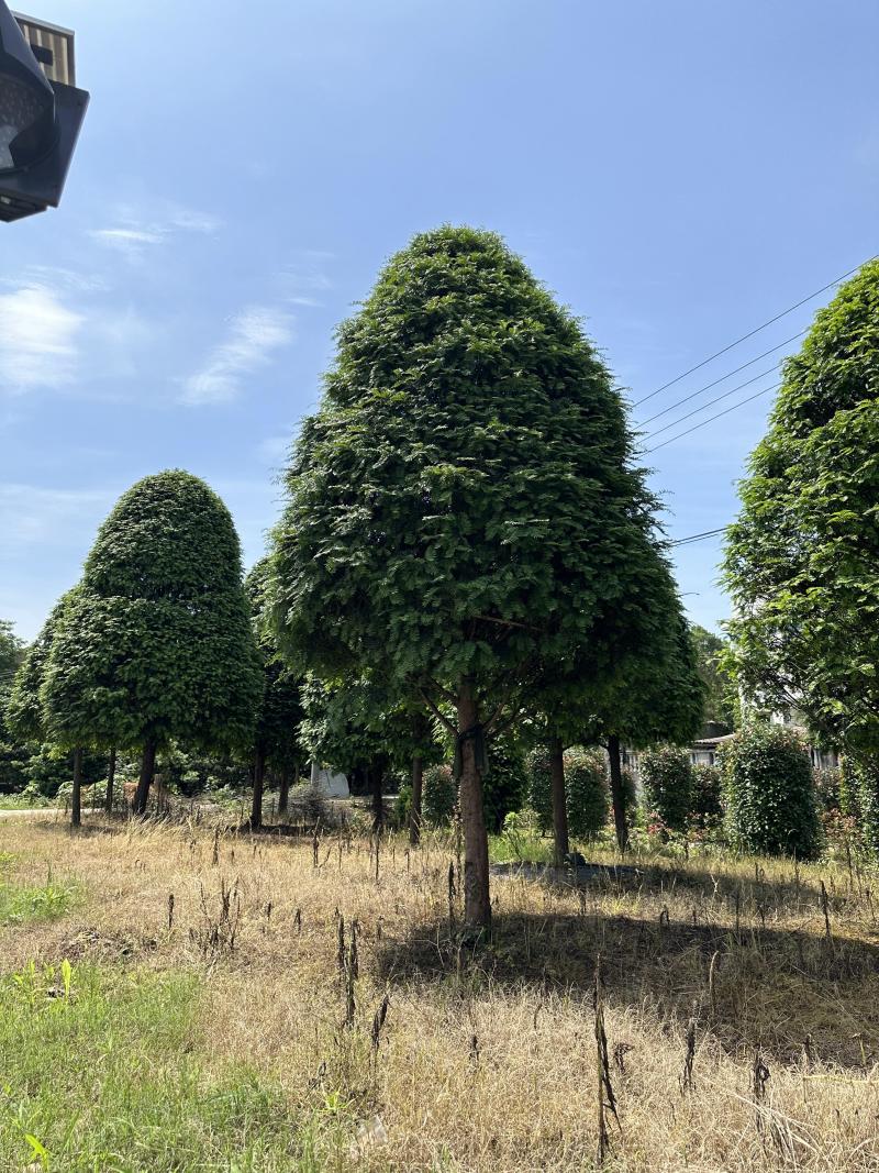 红豆杉树苗大树正宗南方曼地亚精品名贵树公母带果盆栽庭院耐