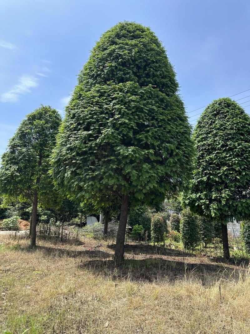 红豆杉树苗大树正宗南方曼地亚精品名贵树公母带果盆栽庭院耐