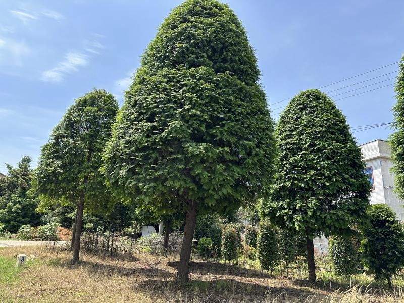 红豆杉树苗大树正宗南方曼地亚精品名贵树公母带果盆栽庭院耐