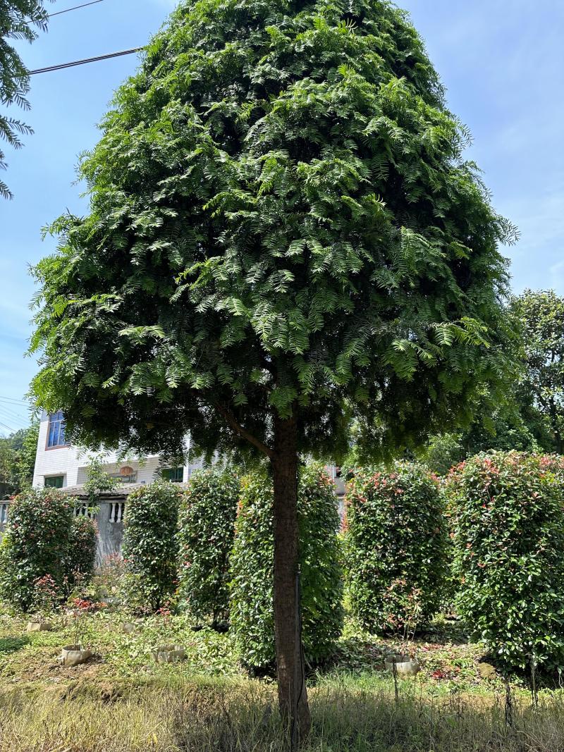红豆杉树苗大树正宗南方曼地亚精品名贵树公母带果盆栽庭院耐