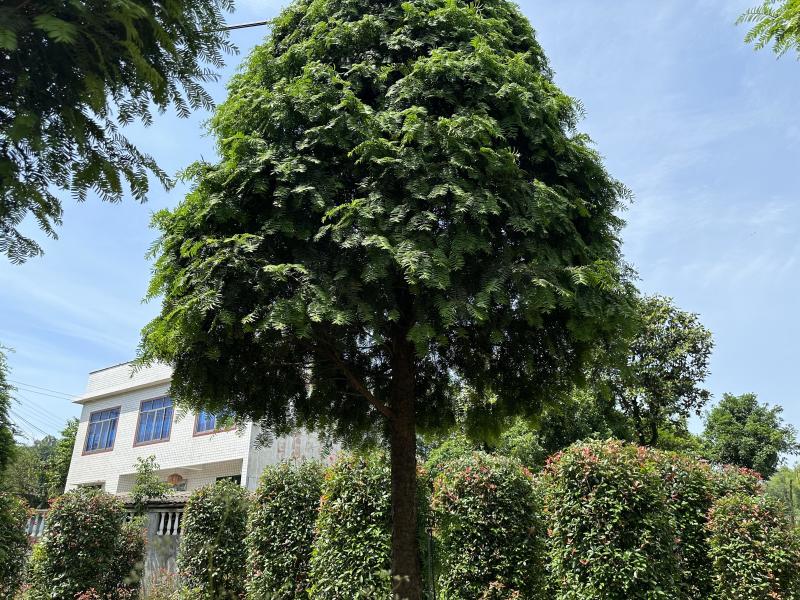 红豆杉树苗大树正宗南方曼地亚精品名贵树公母带果盆栽庭院耐