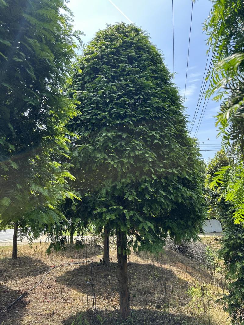 红豆杉树苗大树正宗南方曼地亚精品名贵树公母带果盆栽庭院耐