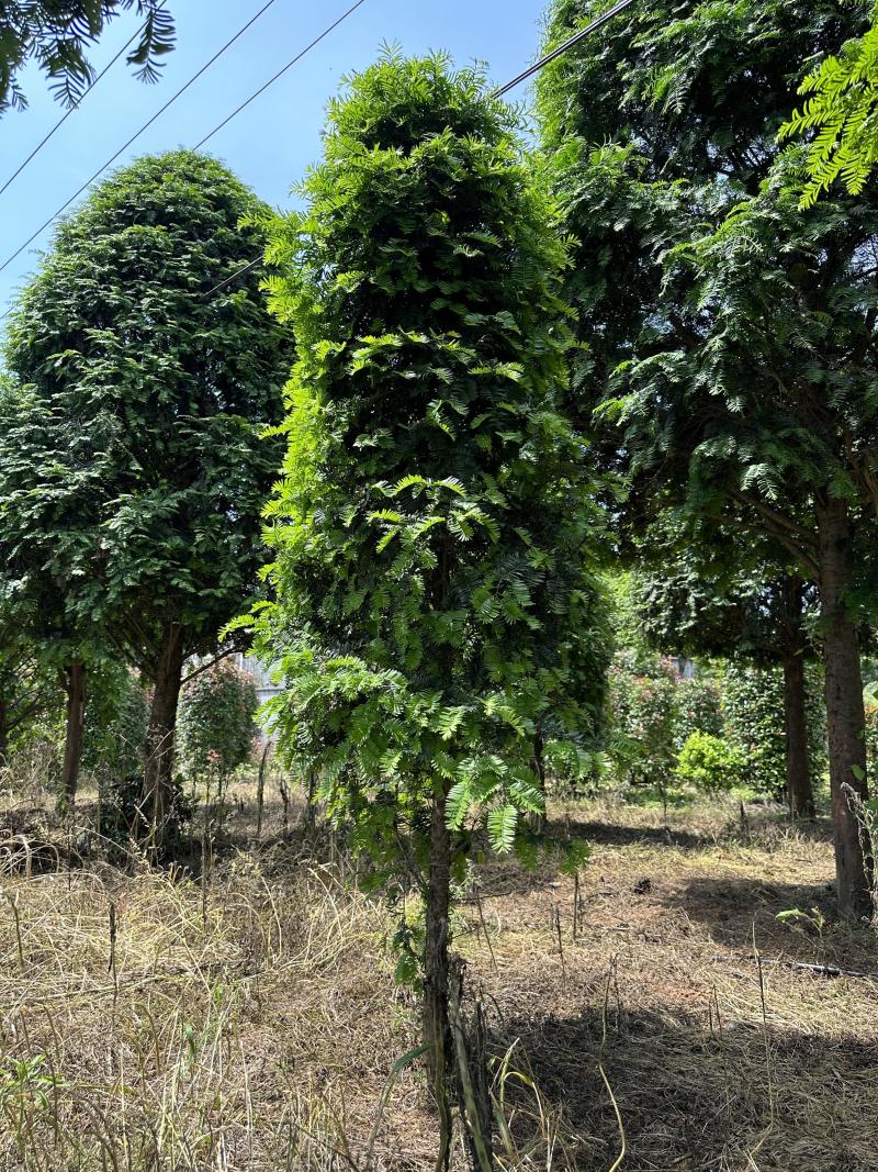 红豆杉树苗大树正宗南方曼地亚精品名贵树公母带果盆栽庭院耐