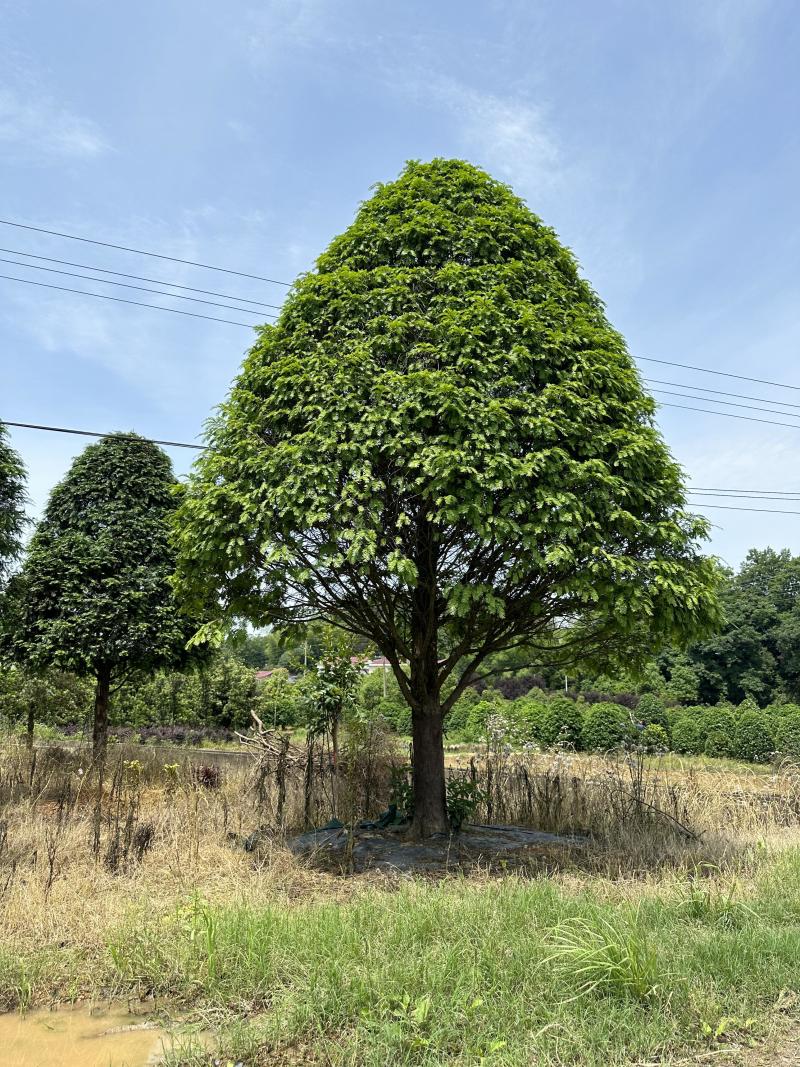 红豆杉树苗大树正宗南方曼地亚精品名贵树公母带果盆栽庭院耐