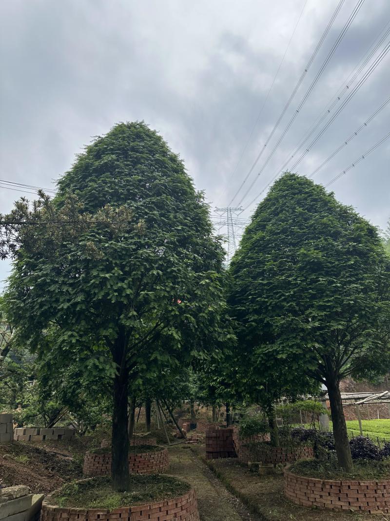 红豆杉树苗大树正宗南方曼地亚精品名贵树公母带果盆栽庭院耐
