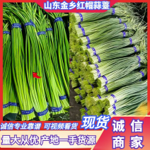 山东蒜薹金乡红帽蒜薹产地直发量大从优全国发货欢迎联系