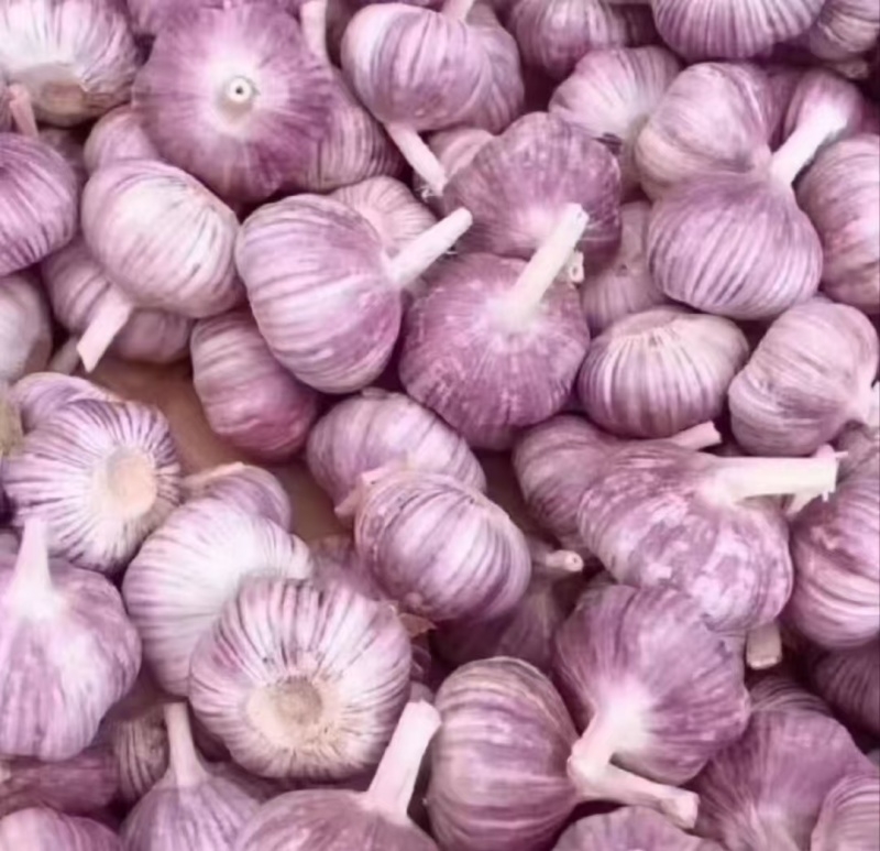 山东大蒜金乡紫皮蒜干蒜货源充足量大从优全国发货