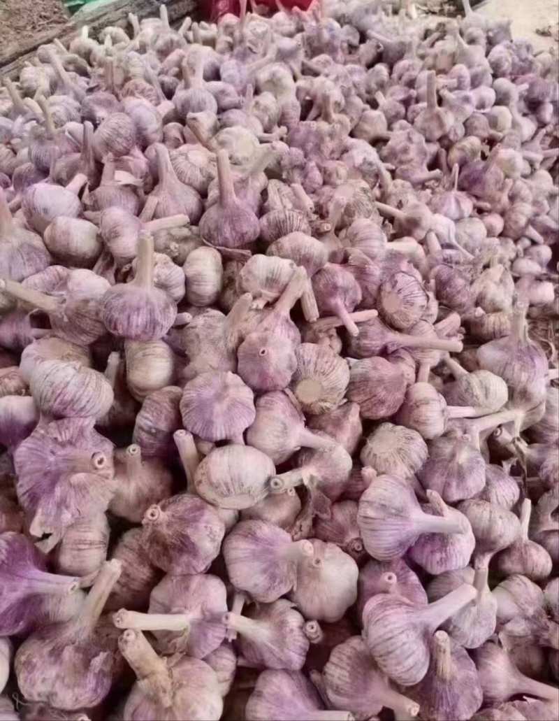 山东大蒜金乡紫皮蒜干蒜货源充足量大从优全国发货