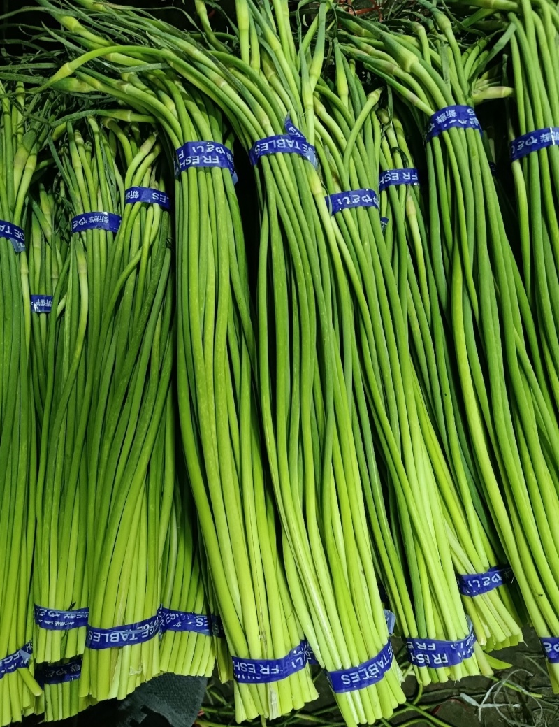 山东蒜薹金乡红帽蒜薹产地直发量大从优全国发货欢迎联系