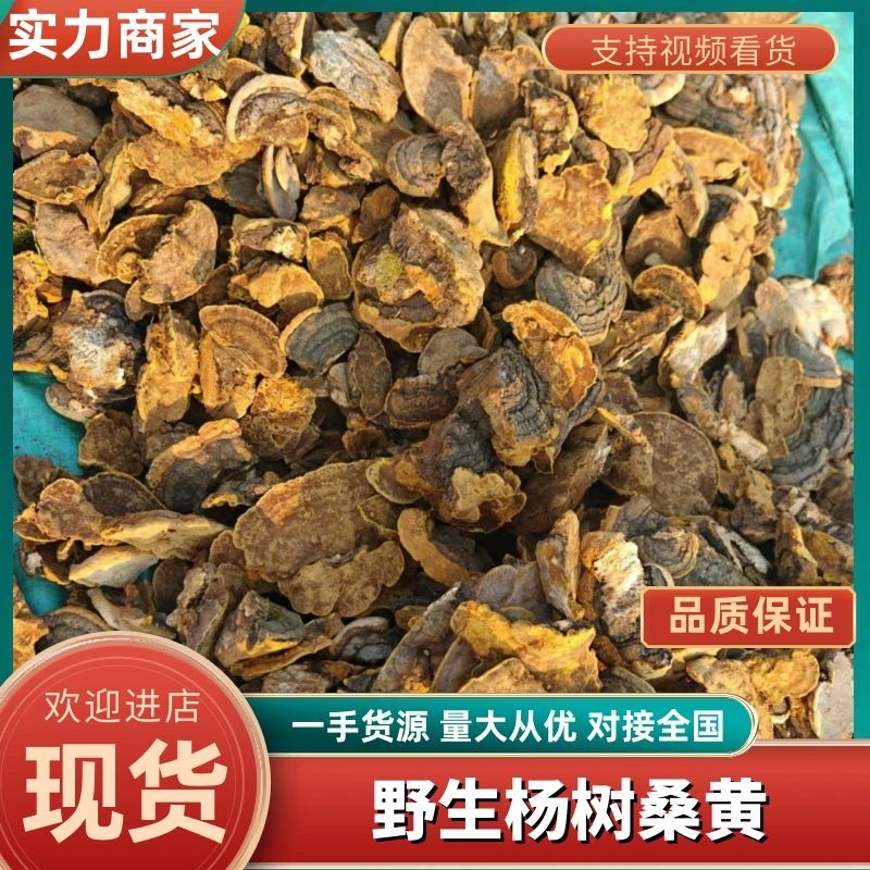 野生杨树桑黄产地直发品质保障对接全国量大优惠
