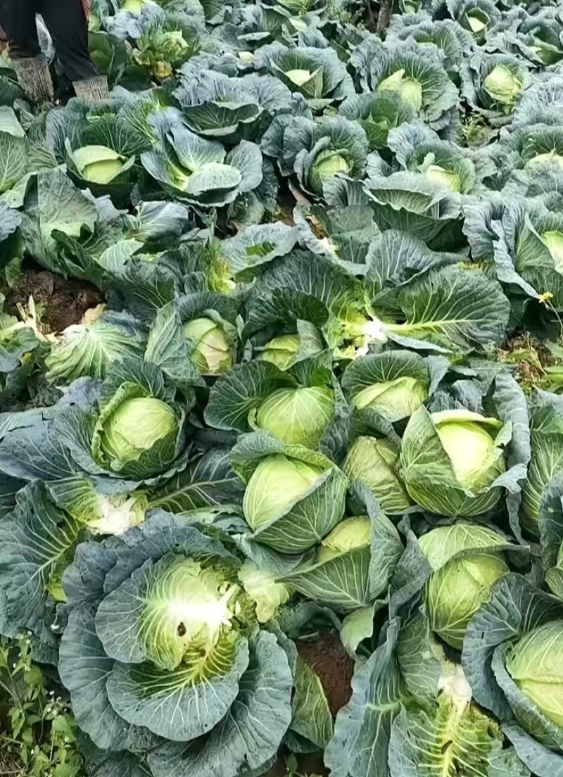 精品高山寒将军甘蓝圆包菜价格好品质优个头儿均匀