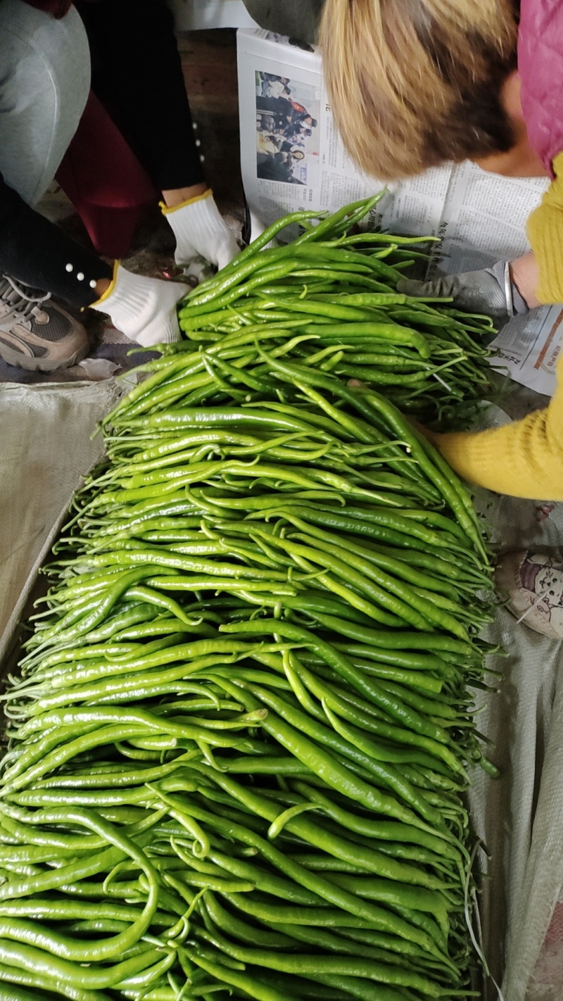 精品线椒产地一手货源大量供应对接市场电商超市