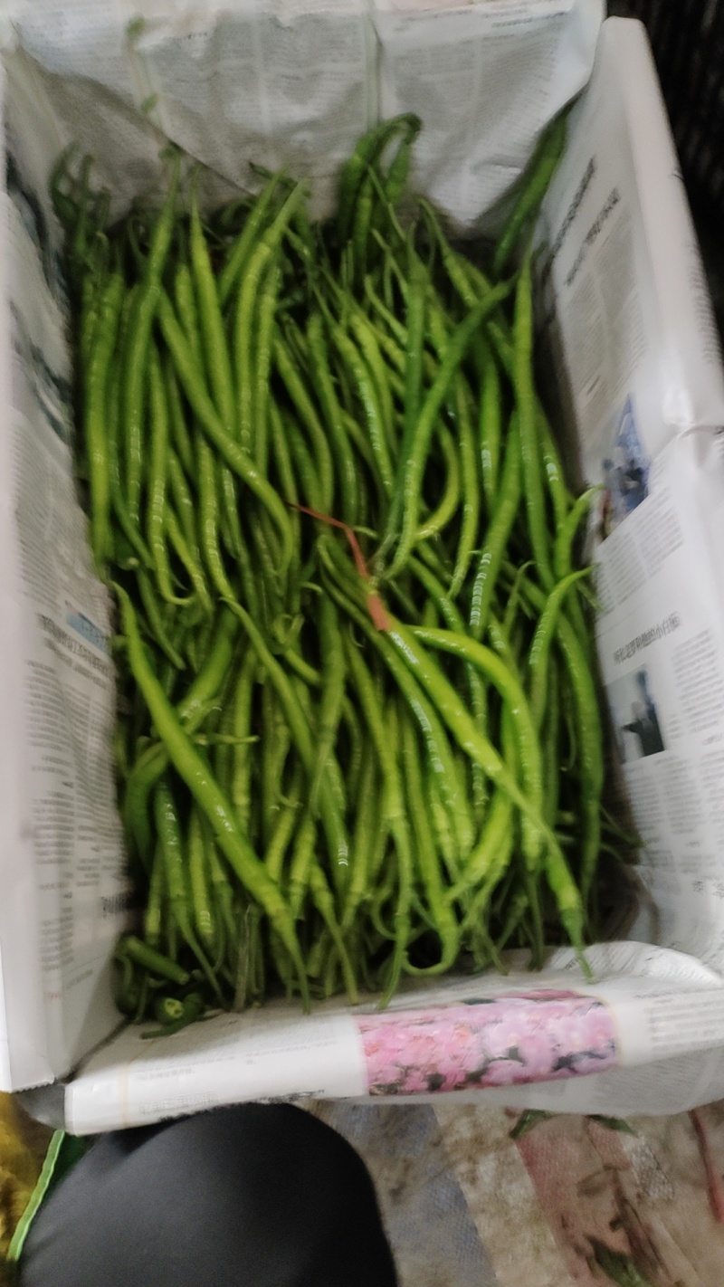 精品线椒产地一手货源大量供应对接市场电商超市