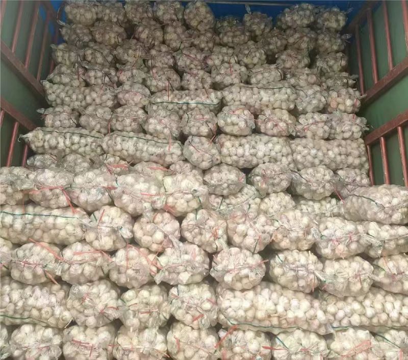 金乡大蒜紫皮大蒜原产地发货大蒜头全国发货欢迎联系