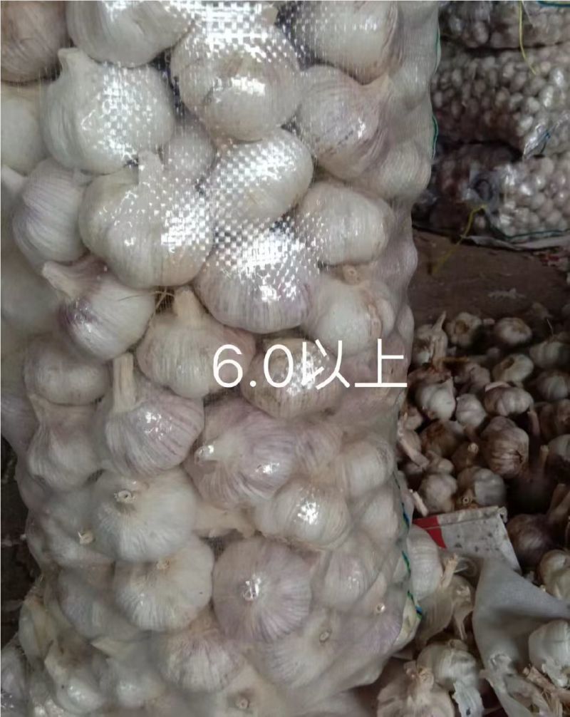 金乡大蒜紫皮大蒜原产地发货大蒜头全国发货欢迎联系