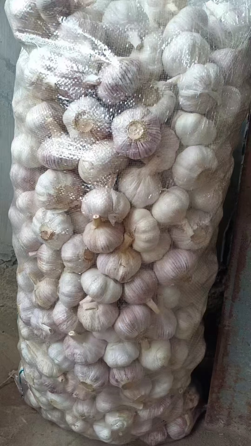 金乡大蒜紫皮大蒜原产地发货大蒜头全国发货欢迎联系