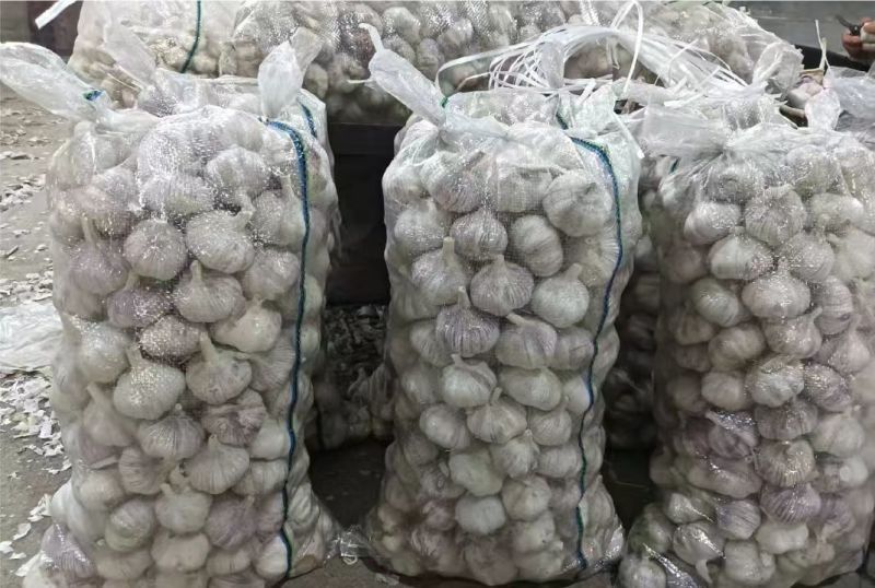 金乡大蒜紫皮大蒜原产地发货大蒜头全国发货欢迎联系